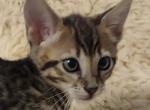 F4SBT savannah Male - Savannah Kitten For Sale - 