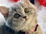 Mila - British Shorthair Kitten For Sale - Fairfax, VA, US