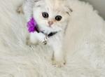 Kira - Scottish Fold Kitten For Sale - Fairfax, VA, US