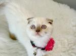 Minnie - Scottish Fold Kitten For Sale - 