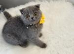 Lily - Scottish Straight Kitten For Sale - 