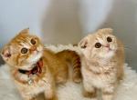 Kay and Klyde - Scottish Fold Kitten For Sale - Fairfax, VA, US