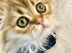 Mars - Scottish Fold Kitten For Sale - 