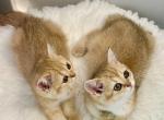 Jessy and Julie - British Shorthair Kitten For Sale - Fairfax, VA, US