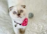 Minnie - Scottish Fold Kitten For Sale - Gaithersburg, MD, US