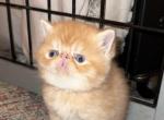 Exotic Shorthair Red and white Male kitten - Exotic Kitten For Sale - Dornsife, PA, US