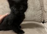 Notname - American Shorthair Kitten For Sale - Chicopee, MA, US