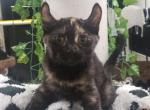 Non standard sphynx Elf Tortoiseshell Female - Sphynx Kitten For Sale - Boston, MA, US