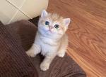 Bri Lola - British Shorthair Kitten For Sale - New York, NY, US