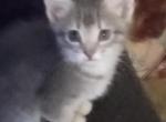 Kiitys 4th - California Spangled Kitten For Sale