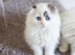 M O C H I E - Scottish Fold Kitten For Sale - Fontana, CA, US