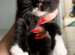 Baby boys litter - Scottish Fold Kitten For Sale - FL, US