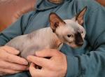 Lara - Sphynx Cat For Sale - Rockford, IL, US