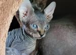 Uri - Sphynx Kitten For Sale - Rockford, IL, US