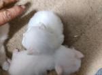Chunky - Siberian Kitten For Sale - 