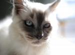 Romeo - Ragdoll Kitten For Sale - Lowell, MA, US