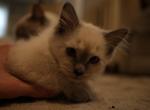 Benson - Ragdoll Kitten For Sale - Lowell, MA, US