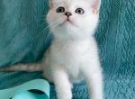 Silver moon - British Shorthair Kitten For Sale - 