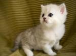 Snow Leopard - British Shorthair Kitten For Sale - 
