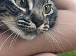 Lola - Domestic Kitten For Adoption - Sacramento, CA, US
