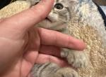 Brownies litter - Highlander Kitten For Sale - Arlington, KY, US