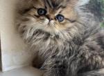 Lily - Persian Kitten For Sale - Fort Worth, TX, US