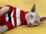 Yang - Sphynx Cat For Sale/Service - Charlotte, NC, US