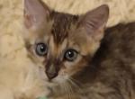 F4SBT Male Savannah - Savannah Kitten For Sale - Franklin, NC, US