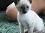 Morgana - Siamese Kitten For Sale - Anza, CA, US