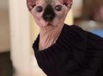 Mochi - Sphynx Cat For Sale - Hemet, CA, US