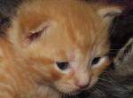 FREE adorable kittens - Domestic Kitten For Sale - New Holland, PA, US