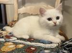 Scottish Straight Male Yeti - Scottish Straight Kitten For Sale - 