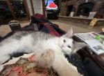 Meredith - Maine Coon Kitten For Sale - Forest, OH, US