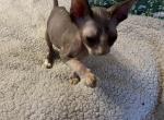 Male Long Leg Bambino Boots - Sphynx Kitten For Sale - FL, US