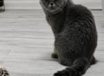Pamuk - Exotic Cat For Sale - Springfield, VA, US