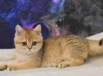Varlaam - British Shorthair Kitten For Sale - 