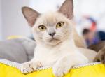 Centurion - Burmese Kitten For Sale - Norwalk, CT, US