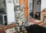 Rosie - Maine Coon Kitten For Sale - Van Horne, IA, US