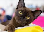 Cornelius - Burmese Kitten For Sale - Norwalk, CT, US