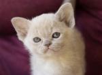 Lulumelon - Burmese Kitten For Sale - Norwalk, CT, US