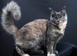 California - Maine Coon Kitten For Sale - 