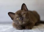 Hesus - Burmese Kitten For Sale - Norwalk, CT, US