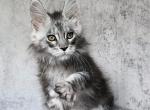 Cosmo - Maine Coon Kitten For Sale - Hollywood, FL, US