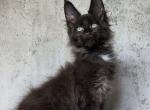 Chukchi - Maine Coon Kitten For Sale - Hollywood, FL, US