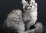 Lana - Maine Coon Kitten For Sale - 