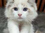 Alex - Ragdoll Kitten For Sale - Miami, FL, US