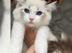 Amigo - Ragdoll Kitten For Sale - Miami, FL, US