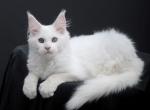 Halc - Maine Coon Kitten For Sale - 