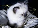 Rare Balinese Kittens known as a fluffy Siamese - Balinese Kitten For Sale - Phoenix, AZ, US