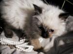 Rare Balinese Kittens known as a fluffy Siamese - Balinese Kitten For Sale - Phoenix, AZ, US